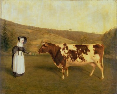 Vache Shorthorn, c.1840-50 - James Flewitt Mullock